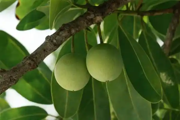 Huile de Tamanu pure, flacon et noix de Calophyllum inophyllum